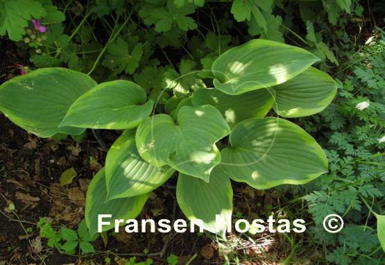 Hosta Class Act